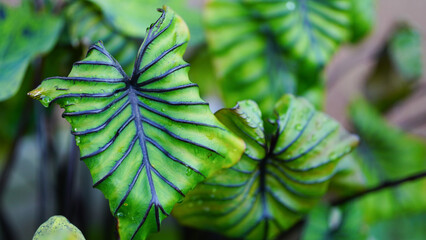 green leaves pharaoh mask elephant ear or colocasia pharaoh mask,Araceae on natural background