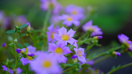 Krokot Mawar or Purslane is a succulent flowering plant native to Argentina, Brazil, Uruguay and often cultivated in garden. It has many common names like Moss rose, ten o'clock and wingpod purslane.