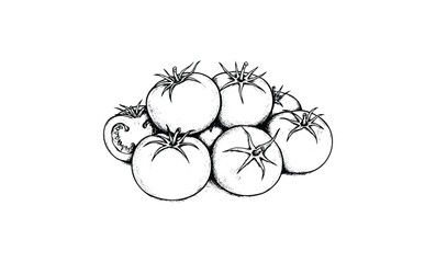 Detailed sketch of ripe tomatoes in black and white. Vector retro hand drawn illustration