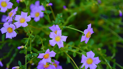 Krokot Mawar or Purslane is a succulent flowering plant native to Argentina, Brazil, Uruguay and often cultivated in garden. It has many common names like Moss rose, ten o'clock and wingpod purslane.