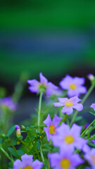 Krokot Mawar or Purslane is a succulent flowering plant native to Argentina, Brazil, Uruguay and...