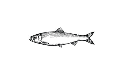 Intricate black and white herring fish illustration on plain background. Vector retro hand drawn illustration