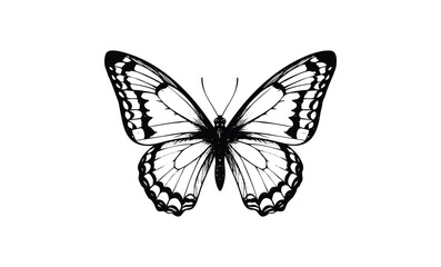 Monochrome butterfly illustration with detailed wing patterns. Vector retro hand drawn illustration