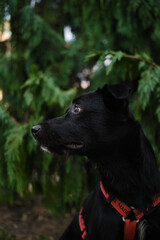 A black mixed-breed dog in a red harness looks sideways against green trees during a walk