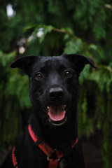 A smiling black mixed-breed dog with a red harness poses outdoors, tongue out, in front of green trees
