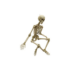 Realistic Skeleton Sitting Pose Isolated on White fo Halloween Decorations and Scary Concepts