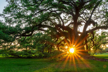 Majestic old Oak tree at sunset in a plantation of Louisiana