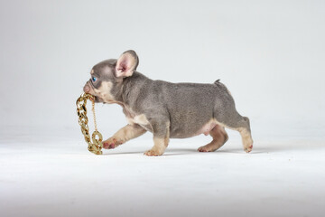Lilac and tan  French bulldog puppy standing with gold chain on white background