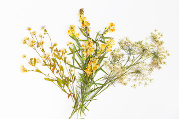 Dried wildflowers isolated on white background, botanical herbarium flat lay, pressed plants, wild herb set for natural design and decoration