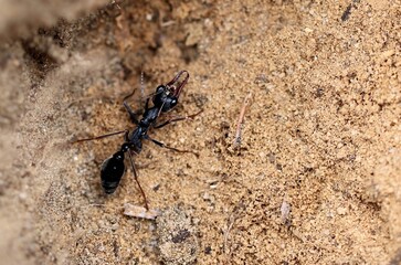 Inch Ant (Myrmecia pyriformis) excavating nest site, South Australia