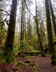 Lush mossy forest floor in a misty day