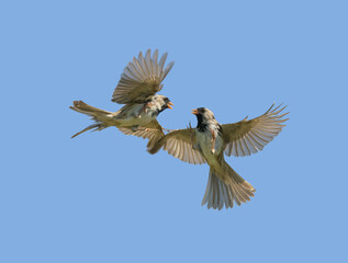 Two Harris's sparrows in an argument in flight, against blue sky