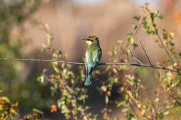 A vividly colored European bee-eater perches on a leafy branch adorned with berries, set against a softly blurred natural backdrop.