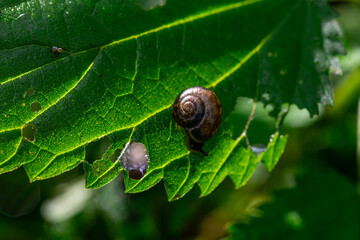 Garden snail in a house on a bright green translucent leaf, macro shot in a summer forest