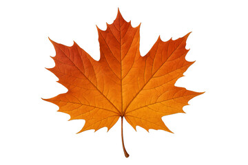 Fototapeta premium Detailed orange maple leaf with visible veins, natural style, isolated on transparent background. Concept of autumn, nature, and seasonal change