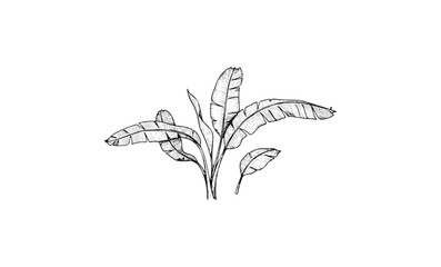 Detailed black and white banana plant sketch with leaves. Vector retro hand drawn illustration