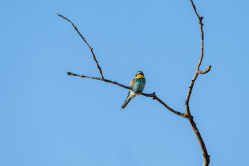 A striking bee-eater bird with green, yellow, and reddish-brown plumage perches on a leafy branch beneath a clear blue sky.