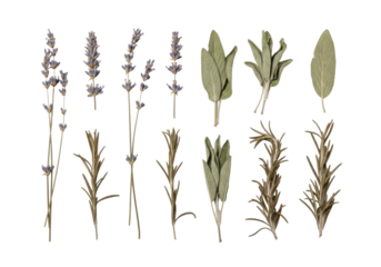 Meticulously arranged flat lay of aged, dried botanical specimens (lavender, sage, rosemary) on a transparent background, soft studio light, concept of historical botanical study