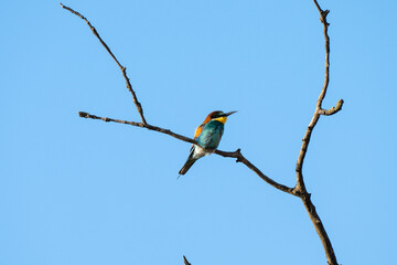 A striking bee-eater bird with green, yellow, and reddish-brown plumage perches on a leafy branch beneath a clear blue sky.
