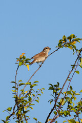 a red-backed shrike perches delicately on a leafy branch beneath a clear blue sky.
