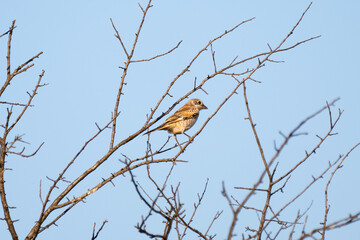 a red-backed shrike perches delicately on a leafy branch beneath a clear blue sky.