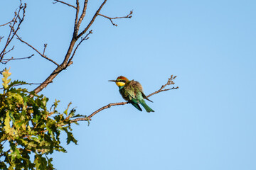 A striking bee-eater bird with green, yellow, and reddish-brown plumage perches on a leafy branch beneath a clear blue sky.
