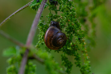Grape snail - a terrestrial gastropod mollusk of the Helicidae family hanging on grass
