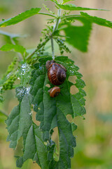 A nettle leaf with holes in it, with a large and small snail, macro shot in a summer forest