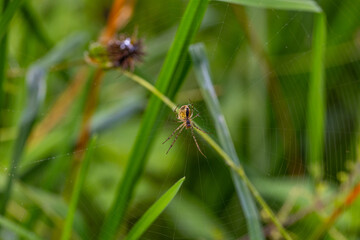 The brown-headed spider on its web is a species of arachnid spider. It is a representative of the extensive family of orb-weaving spiders. 