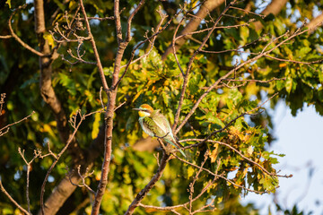 A radiant European bee-eater rests on a leafy branch, its vivid plumage glowing against the lush green backdrop.