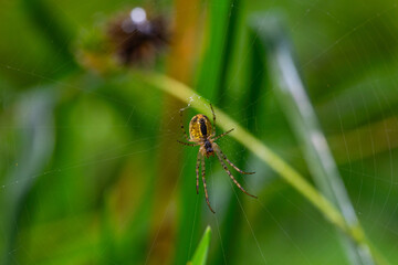 Spider on a web - Agriopa brunnhicha forest spider, macro shot in the thicket of a summer forest