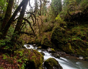 Lush forest stream flowing through mossy rocks