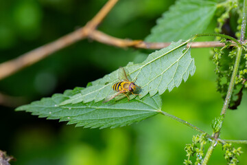 A buzzing fly resembling a bee with stripes on its body sitting on a nettle leaf