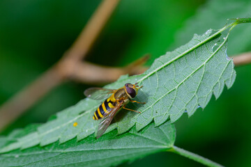 Purr-fly, mimicking a bee on a green nettle leaf