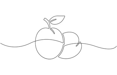 Apricot fruit showing seed inside drawing illustration .