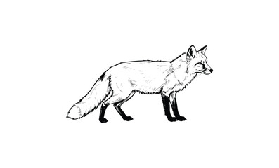 Fototapeta premium Detailed black and white sketch of a standing fox. Vector retro hand drawn illustration