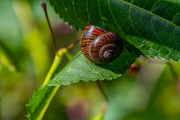 A grape snail among green leaves - a terrestrial gastropod mollusk, subclass pulmonata, family helicidae 