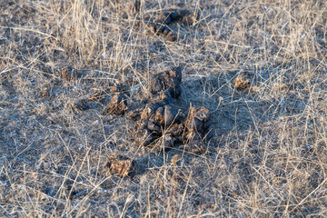A patch of dry grassland is marked by herbivore droppings, hinting at wildlife presence in a quiet, natural setting.