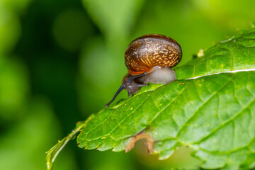 A garden snail with visible antennae crawling away into the distance on a long green leaf 