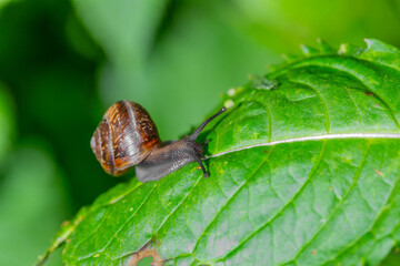 A garden snail showing its antennae while crawling on a green leaf, macro shot