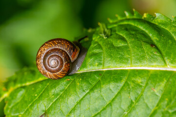 Grape snail, a species  inhabiting in Eastern Europe, with a round spiral shell on a green leaf of a forest plant