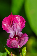Open pink bud of glandular touch-me-not - macro shot of bright petals with a slight glow