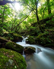 Lush forest stream, sunlit