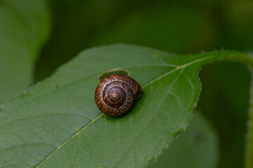 A round garden snail house with a spiral pattern on its shell, located in the middle of a green leaf