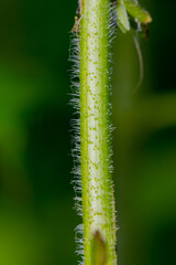 A nettle stem with small needles, clearly visible in the macro photograph, against the backdrop of green forest and grass