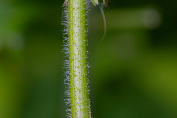 Macro photograph of the stem of a green plant with small soft needles, Neveta parviflora 