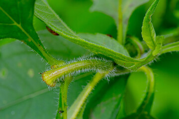 Green plant stem with leaves covered in small soft needles, macro shot in a forest clearing