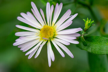 Obraz premium Autumn chamomile - an aster plant, a blossoming flower with pale purple petals on a green stem, macro photograph
