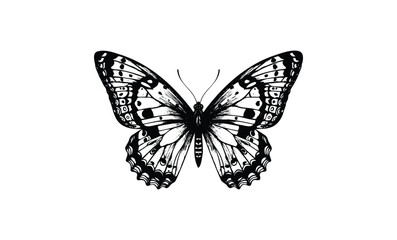 Black and white monarch butterfly with intricate wing patterns. Vector retro hand drawn illustration