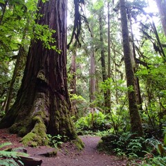 Lush forest path lined with ancient trees